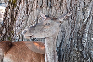 Wild red deer, Cervus elaphus, at Parnitha forest mountain, Greece. Blur background