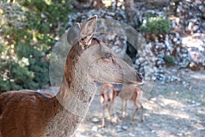 Wild red deer, Cervus elaphus, at Parnitha forest mountain, Greece. Blur background