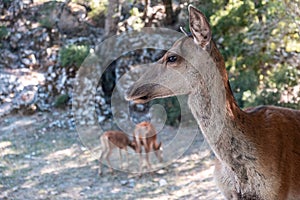 Wild red deer, Cervus elaphus, at Parnitha forest mountain, Greece. Blur background