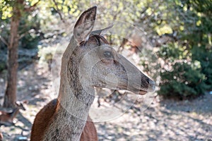 Wild red deer, Cervus elaphus, at Parnitha forest mountain, Greece. Blur background