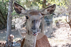 Wild red deer, Cervus elaphus, at Parnitha forest mountain, Greece. Blur background