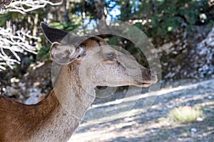 Wild red deer, Cervus elaphus, at Parnitha forest mountain, Greece. Blur background