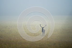 Divoký jeleň lesný (cervus elaphus) počas ruje v divokej jesennej prírode