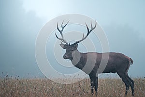 Divoký jeleň lesný (cervus elaphus) počas ruje v divokej jesennej prírode