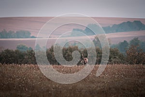 Wild red deer (cervus elaphus) during rut in wild autumn nature