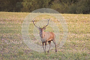 Divoký jelen lesní (cervus elaphus) během říje v divoké podzimní přírodě