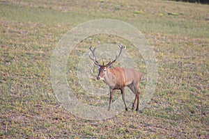 Divoký jeleň lesný (cervus elaphus) počas ruje v divokej jesennej prírode