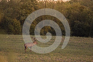 Divoký jelen lesní (cervus elaphus) během říje v divoké podzimní přírodě, v době říje