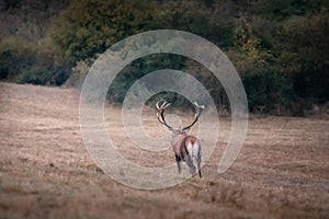 Divoký jelen lesní (cervus elaphus) během říje v divoké podzimní přírodě