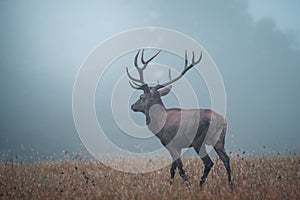 Divoký jeleň lesný (cervus elaphus) počas ruje v divokej jesennej prírode