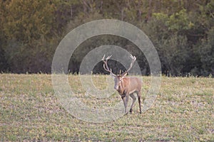 Divoký jelen lesní (cervus elaphus) během říje v divoké podzimní přírodě