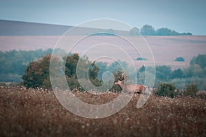 Wild red deer (cervus elaphus) during rut in wild autumn nature