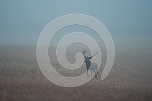 Wild red deer (cervus elaphus) during rut in wild autumn