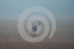 Wild red deer (cervus elaphus) during rut in wild autumn