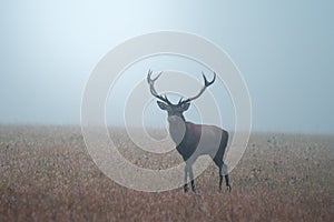 Wild red deer (cervus elaphus) during rut in wild autumn