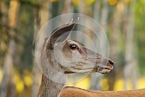 Wild red deer doe portrait