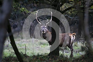 Wild red deer in Mesola Nature Reserve Park, Ferrara, Italy - This is an autochthonous protected species, Mesola Deer, the last in