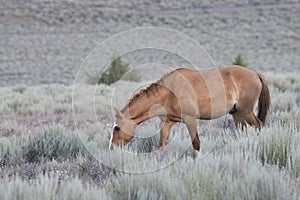 Wild Red Dun Stallion Foraging on the Prairie