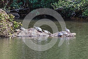 Wild red-eared slider basking on a rock