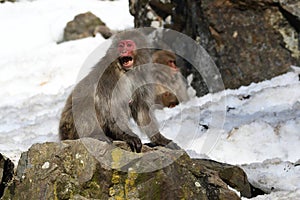 Wild red faced Japanese snow monkey with open mouth sitting on rock