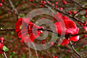 Wild Red Flower Closeup shot with bokehed background