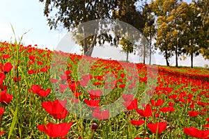 Wild red flowers are blooming among green grass on the meadow. Anemones flowering landscape