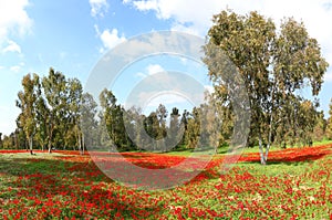 Wild red flowers are blooming among green grass on the meadow. Anemones. Magnificent panoramic landscape