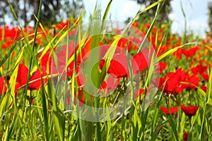 Wild red flowers are blooming among green grass and trees on the meadow. Anemones. Magnificent spring flowering