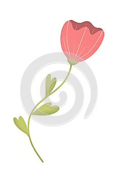 Wild red flowers collection. Abstract flowering plants, blooming flowers, subshrubs isolated on white background.