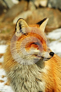 Wild red fox photo