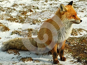 Wild red fox photo