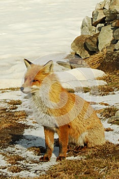 Wild red fox photo