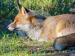 Wild red fox photo