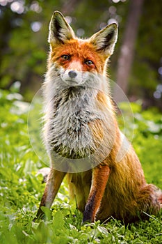 Wild Red fox