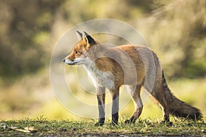 Wild red fox