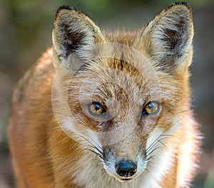 Wild Red Fox Close up Facial Portrait