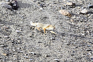 A wild Red Fox descends a rocky slope