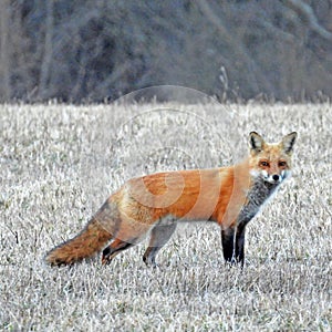 Wild Red Fox during early NYS spring morning hunting