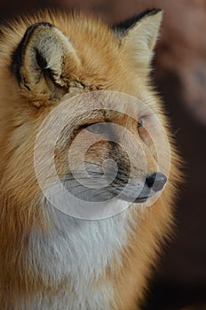 Wild Red Fox Face