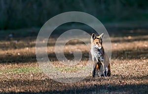 Wild Red Fox in a field sitting in the sunlight