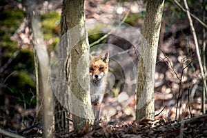 Wild Red Fox in a Forest Peeking Around a Tree