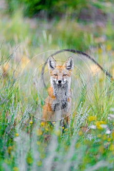 Wild red fox in green grass
