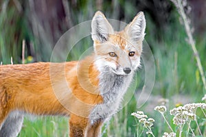 Wild red fox in green grass