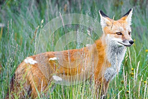 Wild red fox in green grass