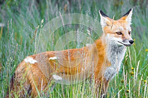 Wild red fox in green grass photo