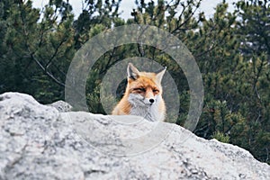 Wild red fox hiding behind the rock in High Tatra mountains, Slovakia