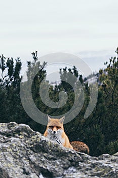 Wild red fox hiding behind the rock in High Tatra mountains, Slovakia