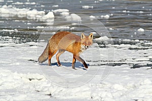 Wild red fox on ice