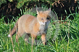 Wild Red Fox Kit