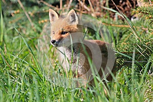 Wild Red Fox Kit